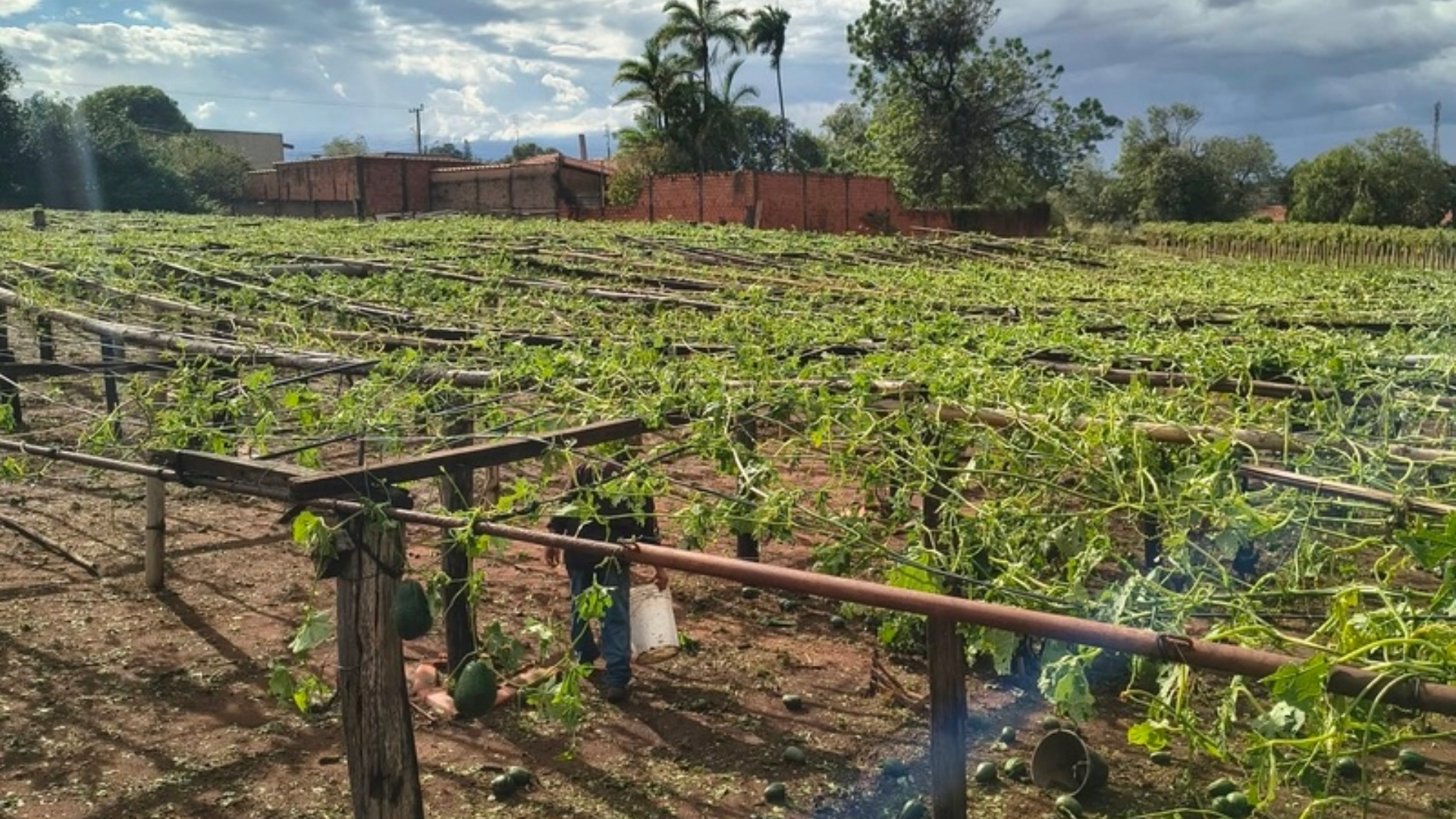 Temporal no interior paulista causou danos à produção rural