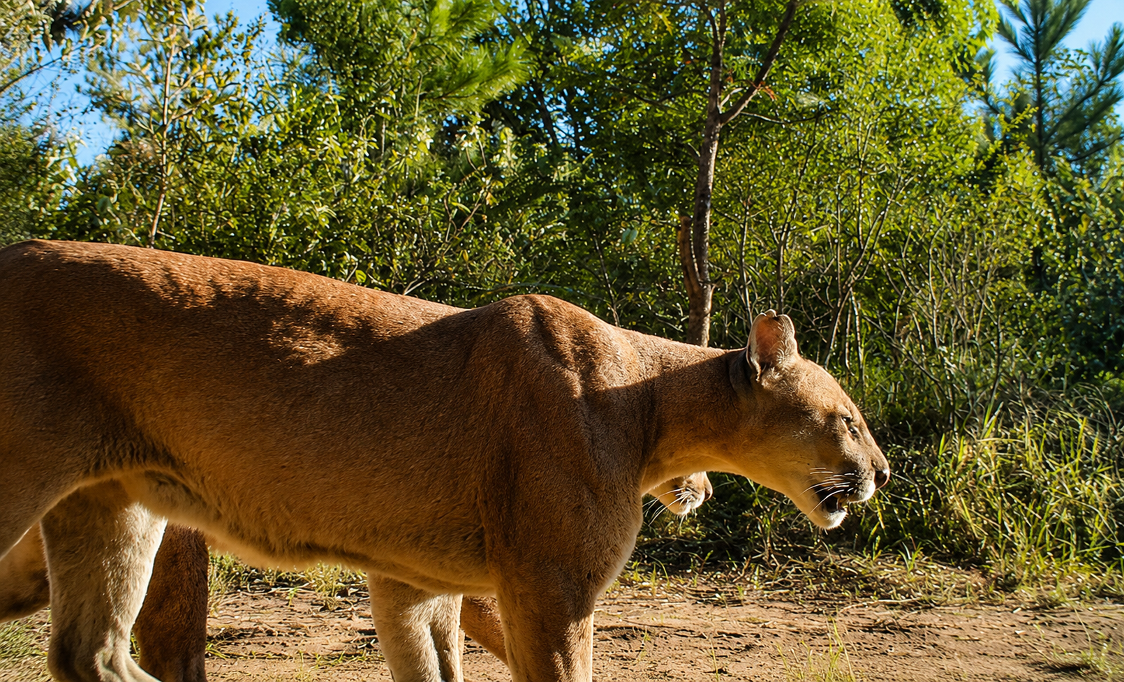 Como cães rurais estão mudando o comportamento de onças-pardas