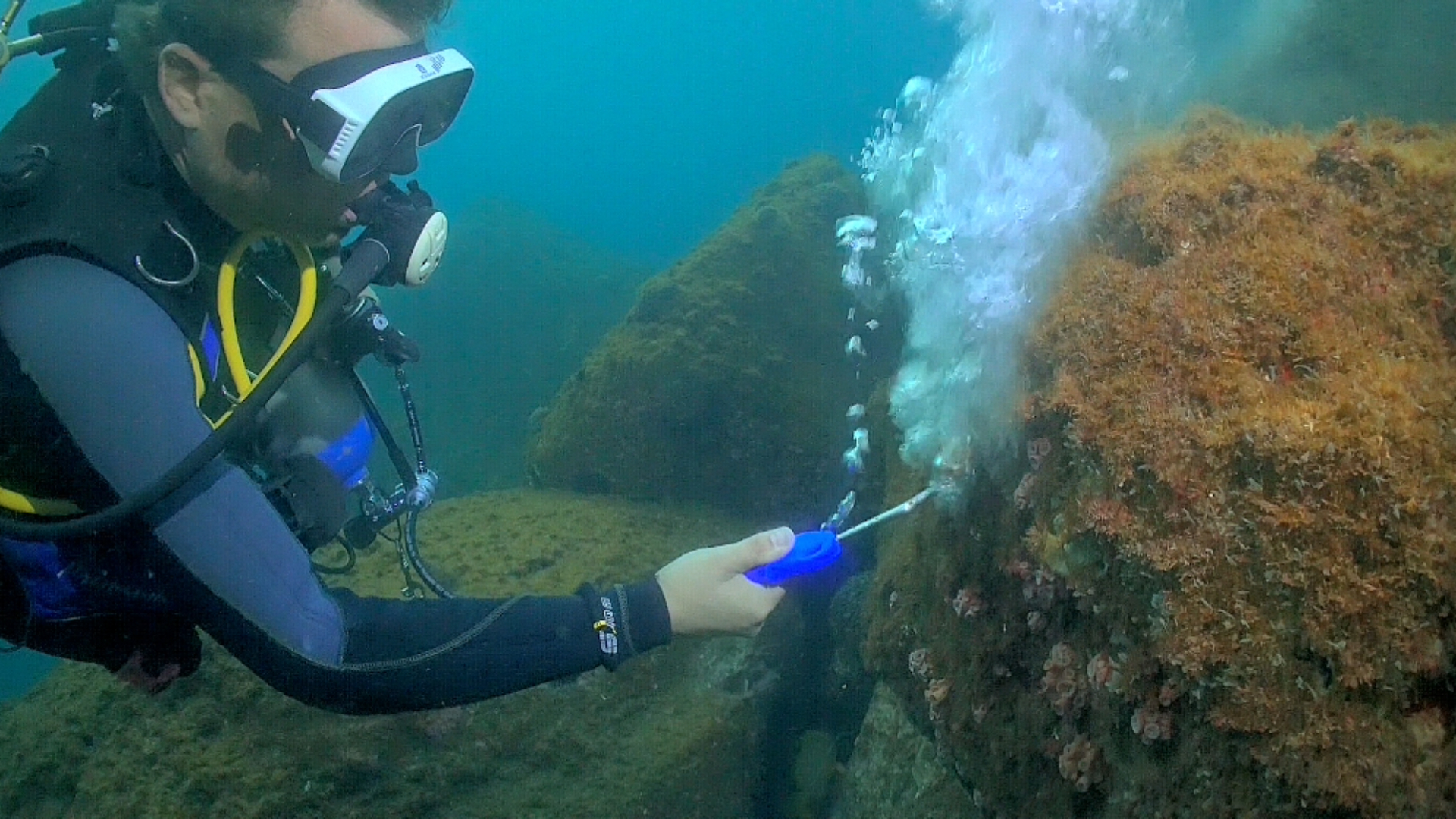 Estudo brasileiro descobre arma eficaz contra coral invasor no litoral
