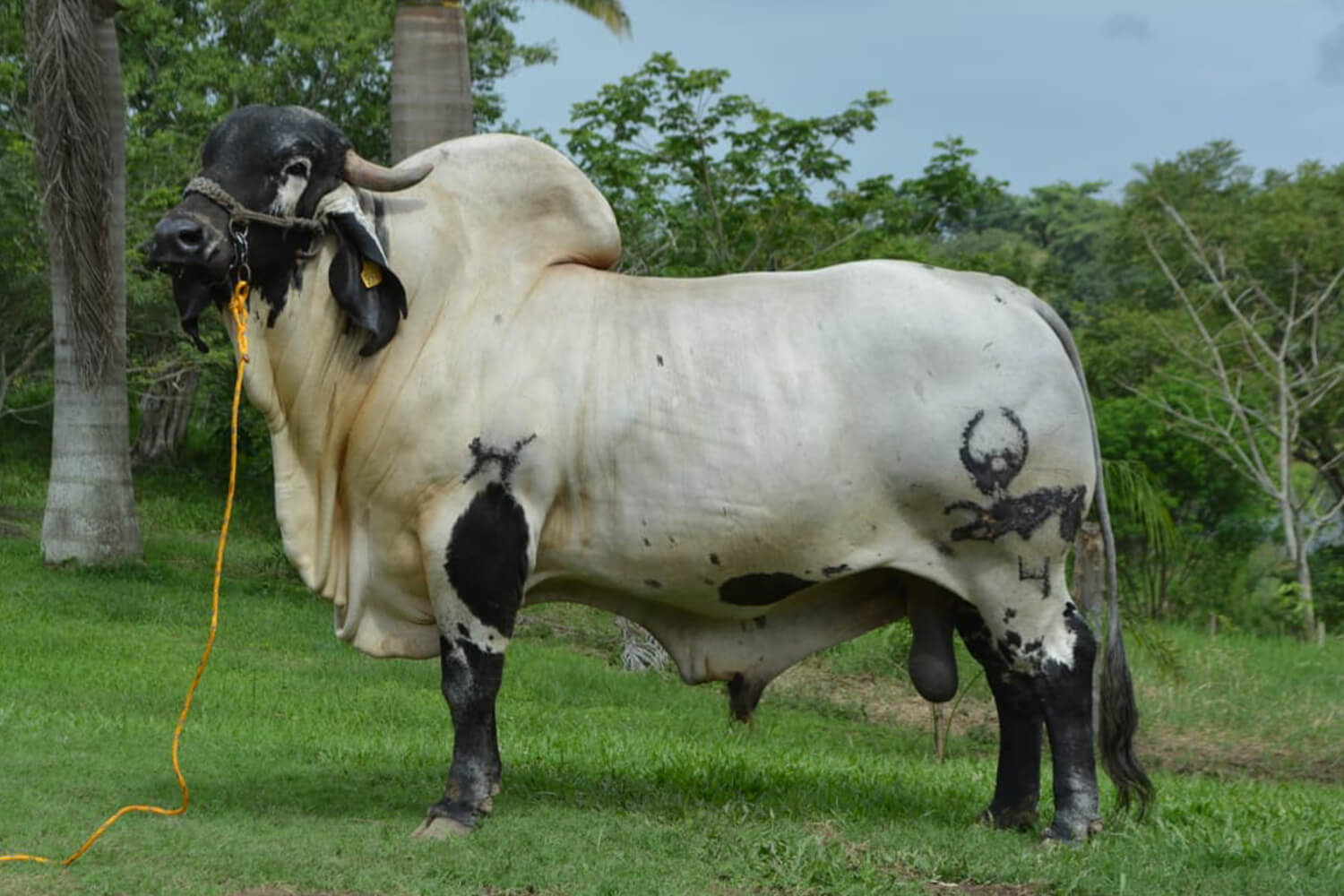 Touro da raça Sardo Negro, do Rancho Oro Verde, durante exposição no México