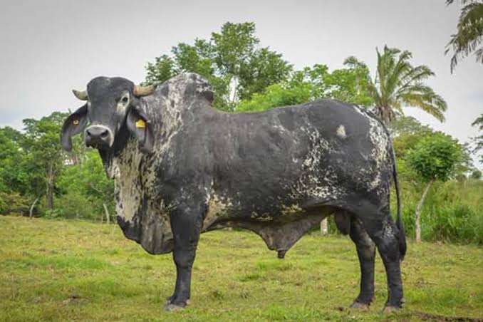 Touro Sardo Negro de propriedade do Rancho Oro Verde, no México