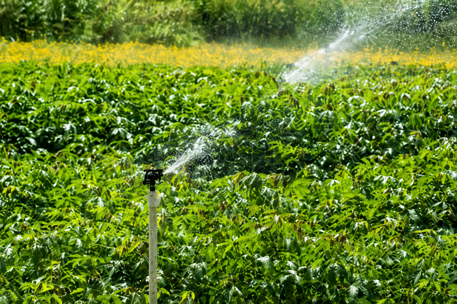Mudanças climáticas aumentam pressão por irrigação no agro
