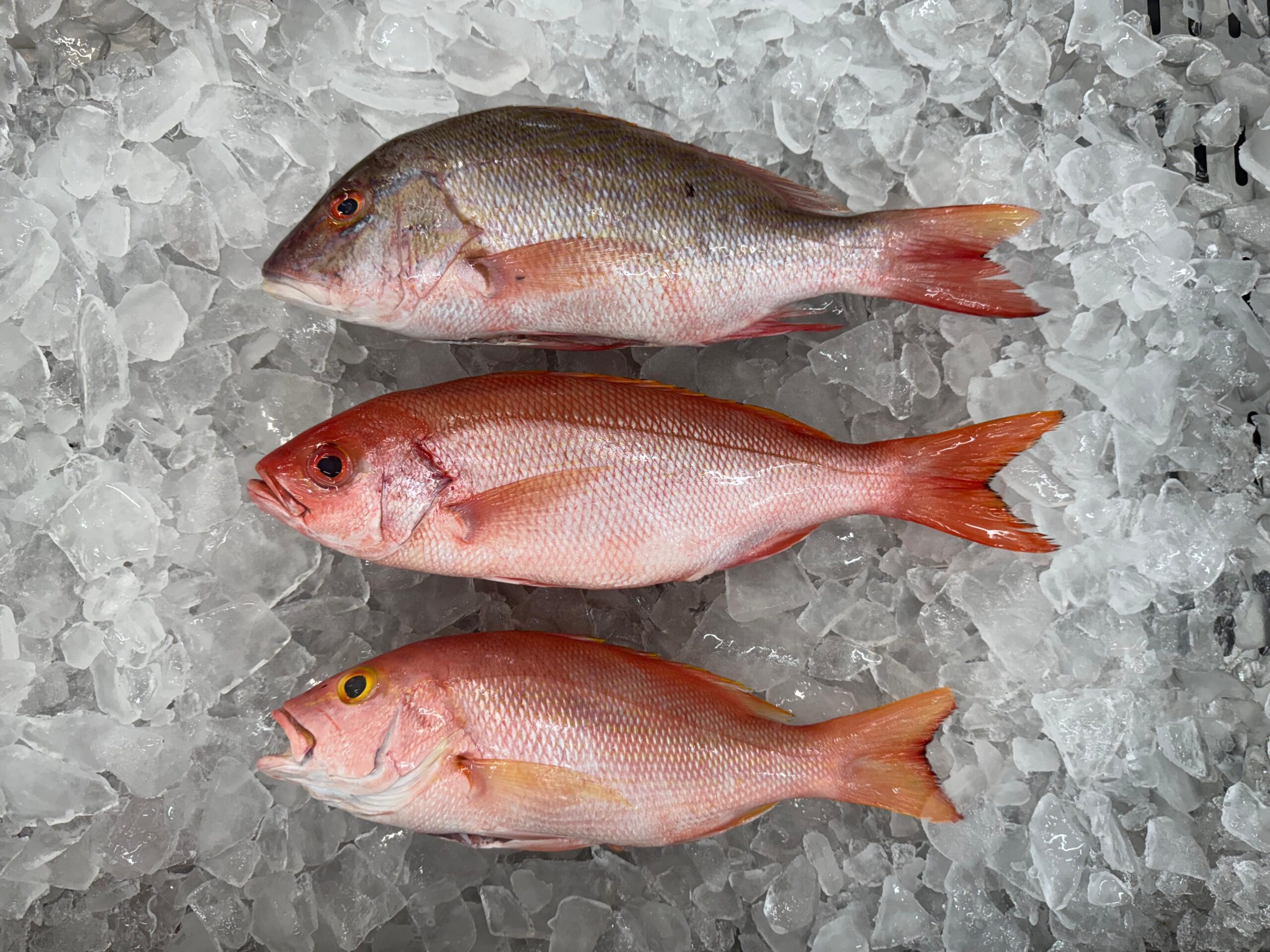 Ceará avança em acordo bilionário que pode transformar a pesca no Brasil