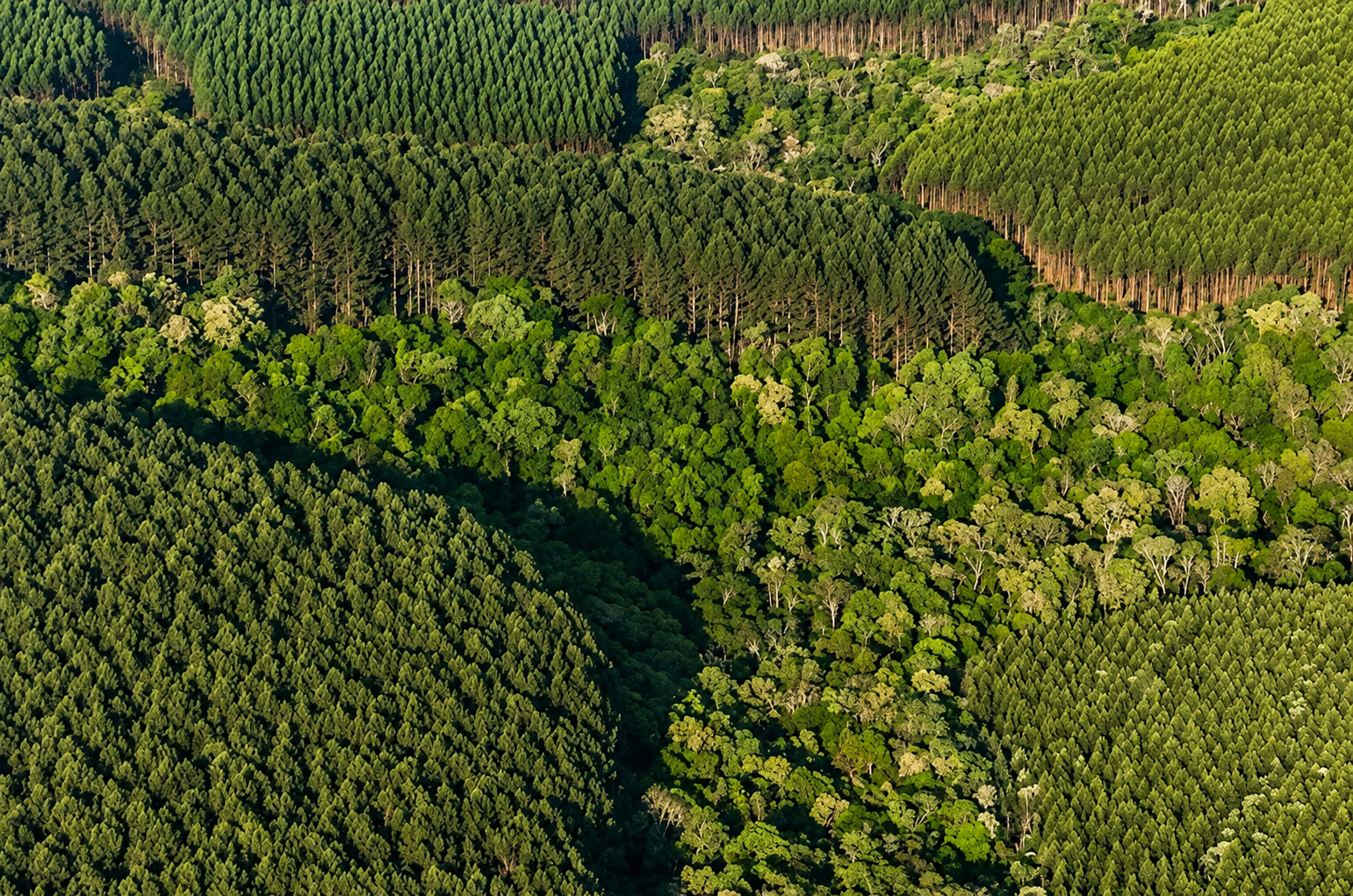 Eucalipto abre novo mercado bilionário e atrai investidores do agro