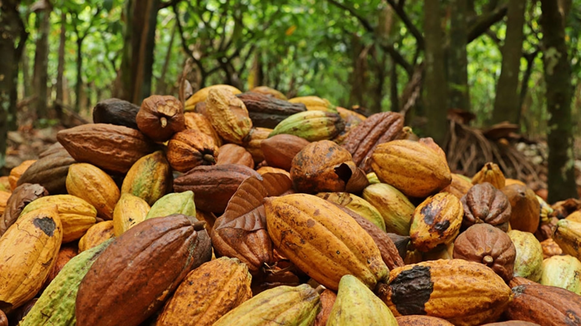 Mapeamento inédito revela geografia do cacau na Amazônia