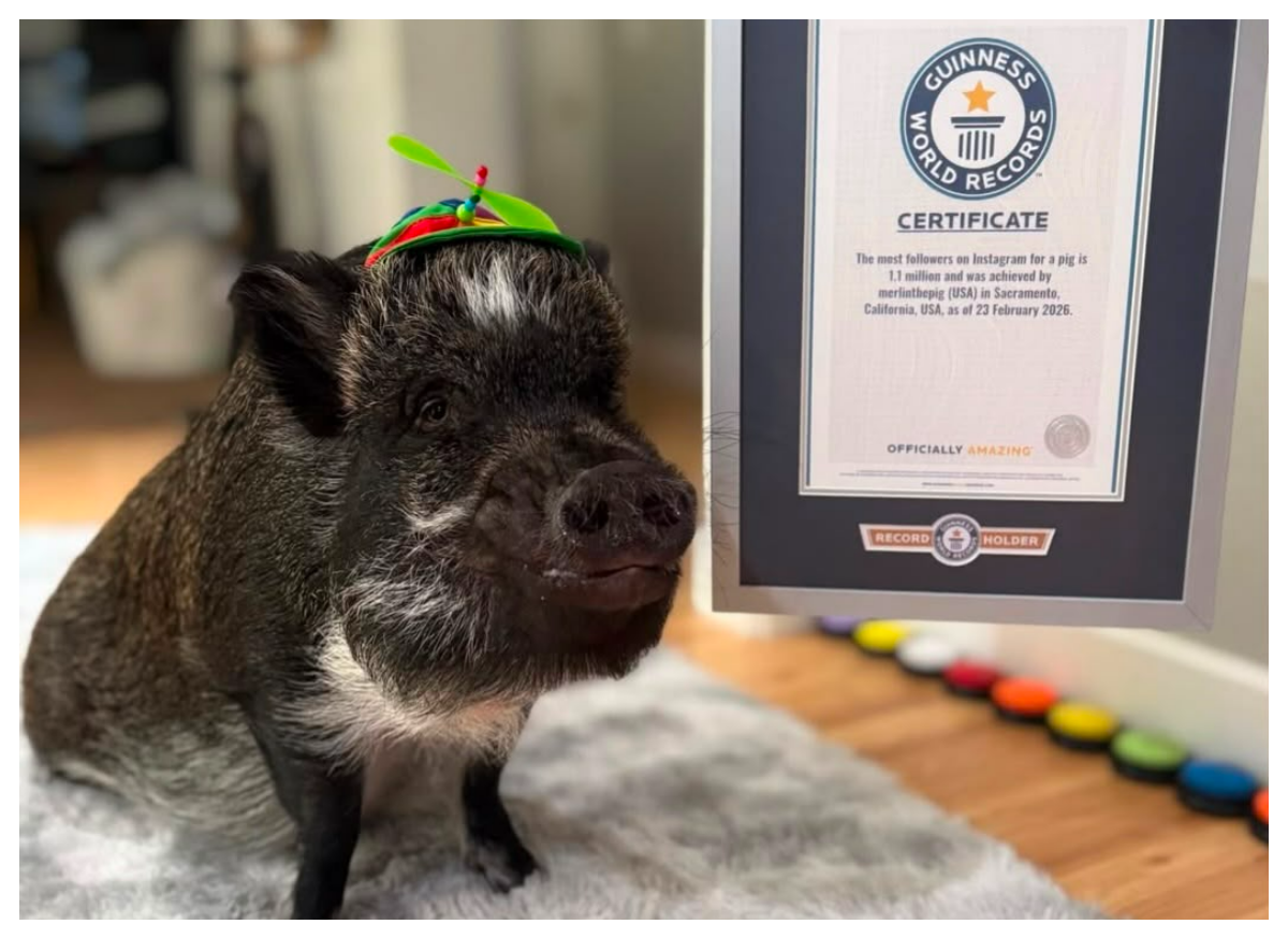 Conheça o porco que fala e está no Guinness Book