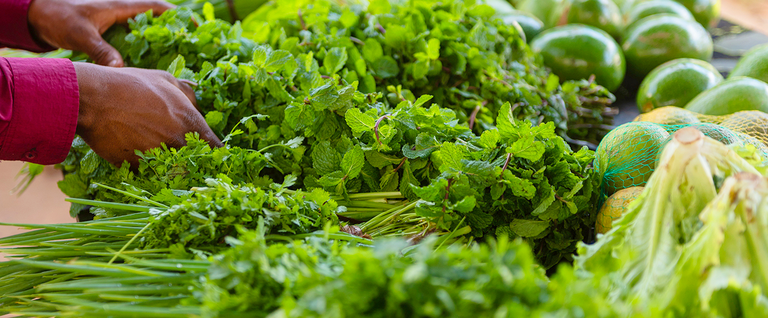 5 hortaliças ideais para plantar em agosto