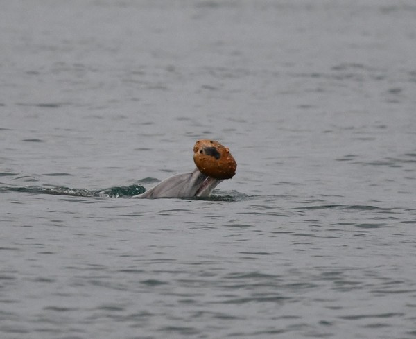 Golfinhos usam conchas para capturar peixes em cena inédita