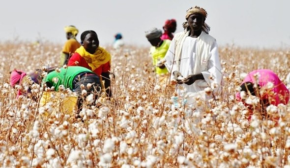 Angola prepara 800 mil hectares para receber empresas brasileiras