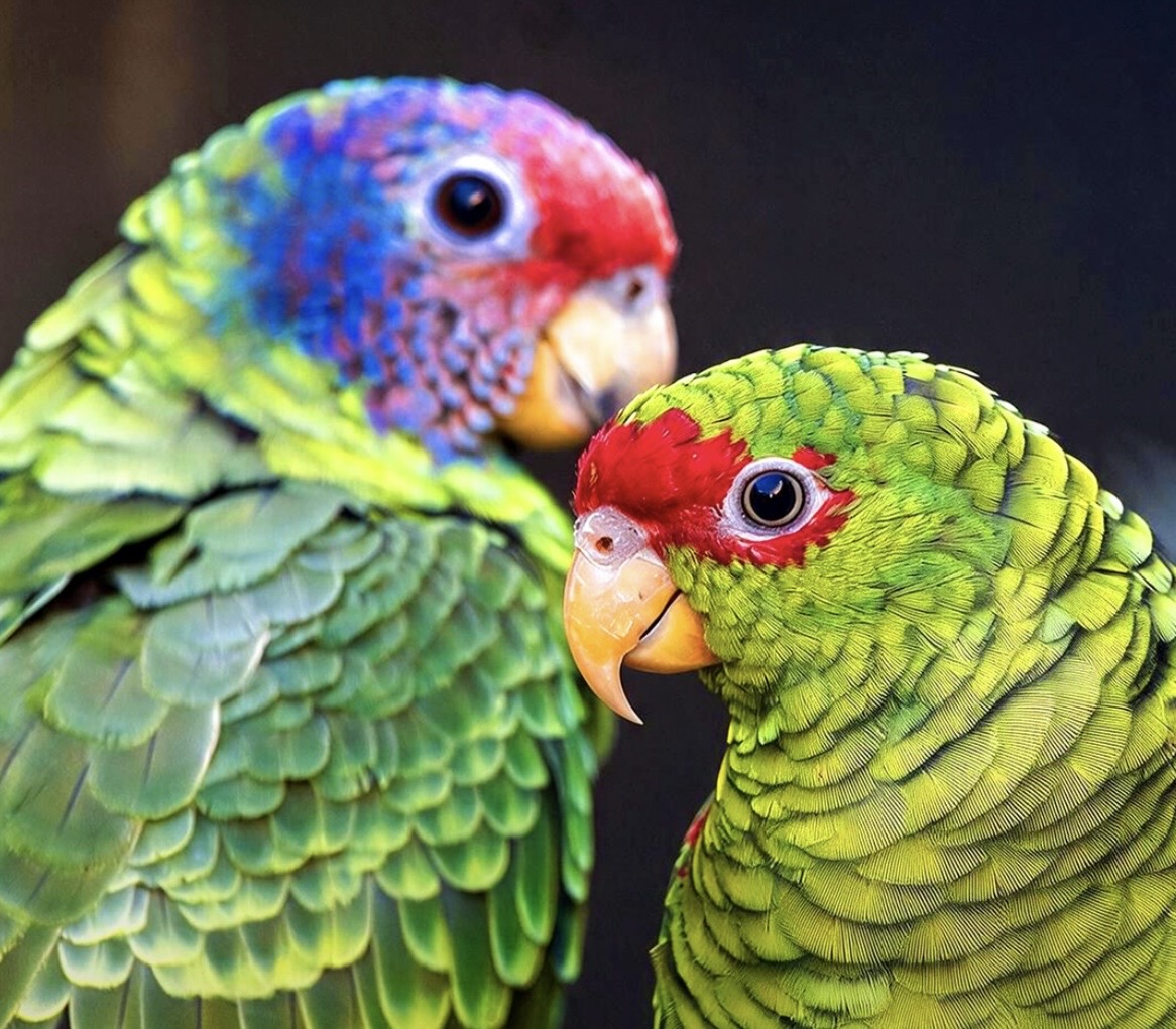 9 papagaios resgatados do tráfico chegam ao Zoo de SP