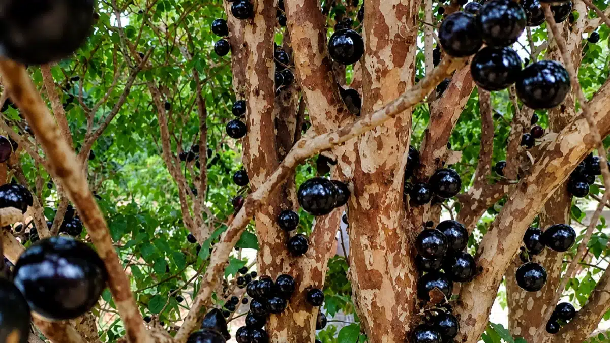 Parque em SP libera ‘rodízio’ de jabuticaba direto do pé por R$ 25