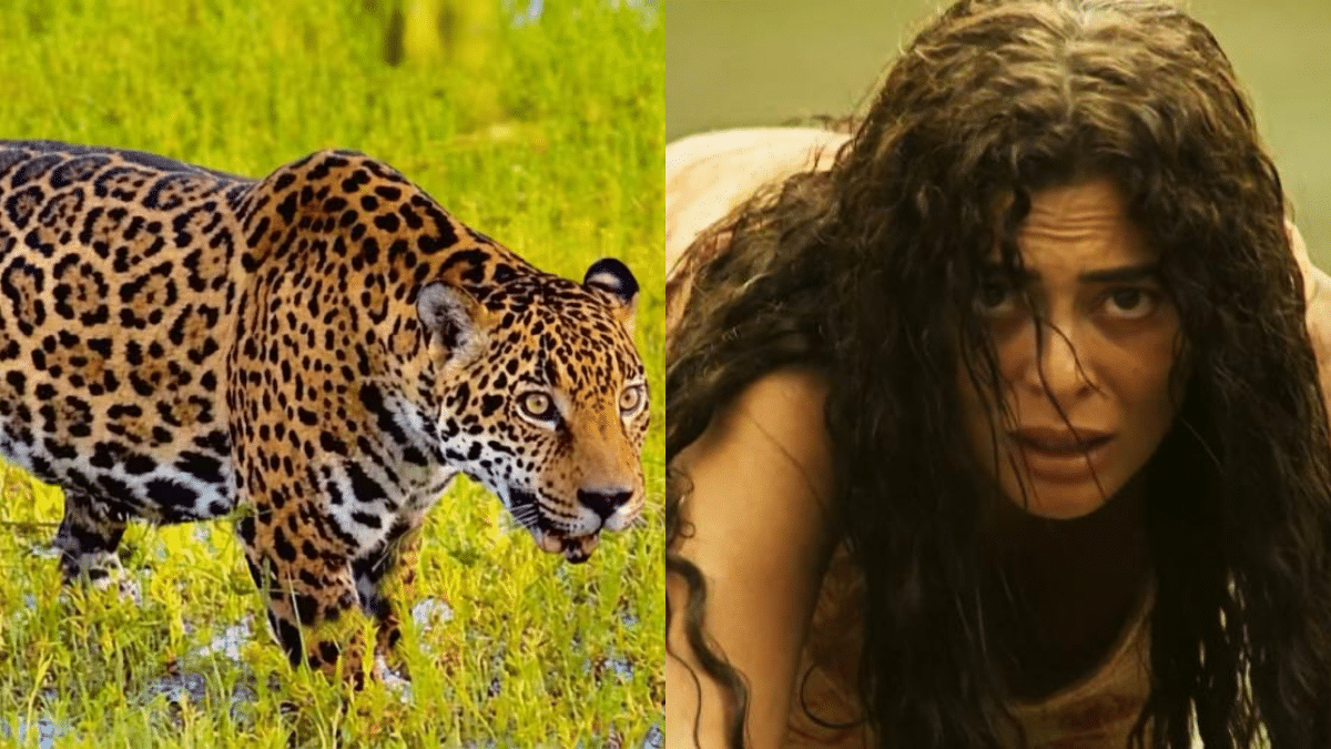 Onça-pintada que interpretou Maria Marruá em ‘Pantanal’ espera filhotes em Goiás