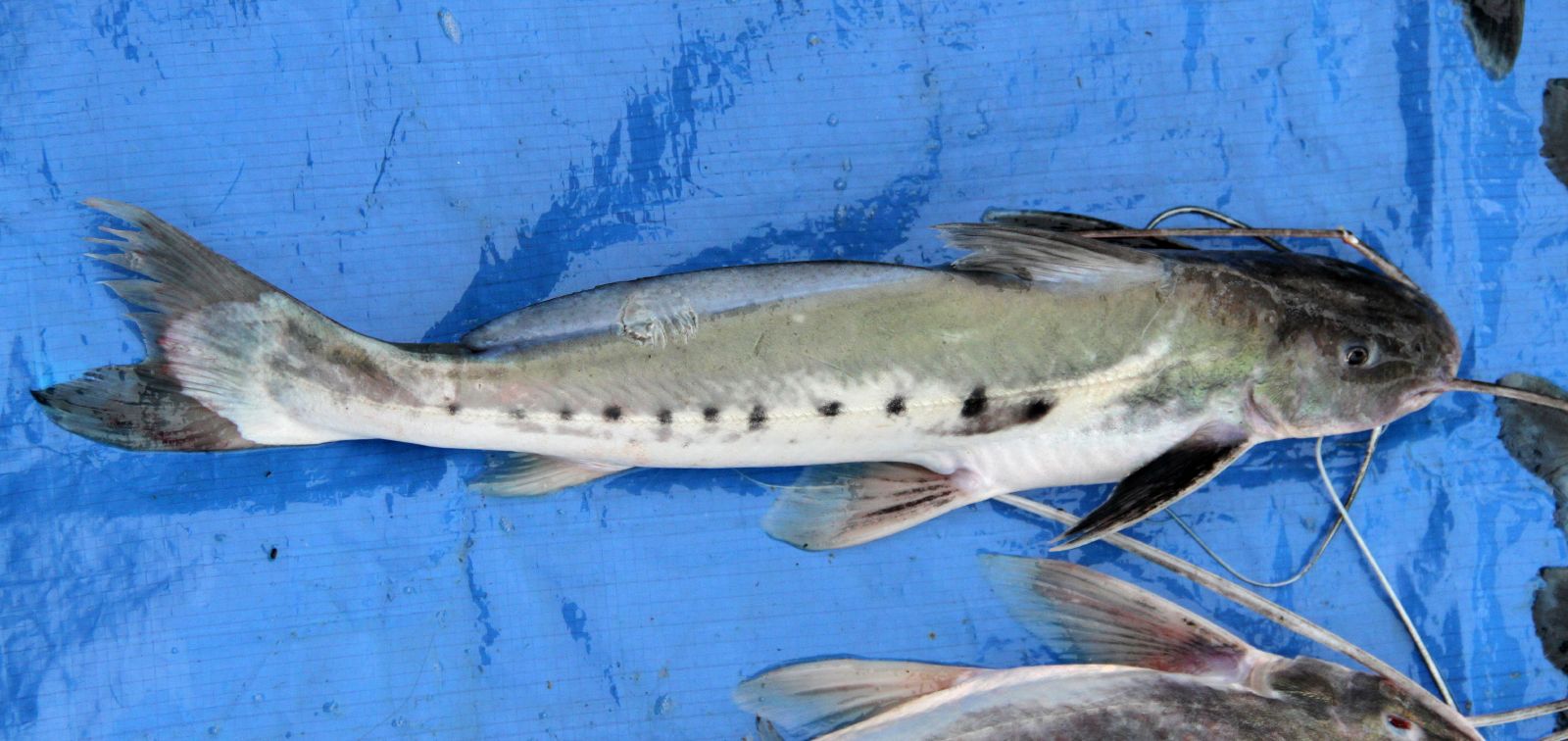 Câmara debate moratória da piracatinga sobre a pesca na Amazônia