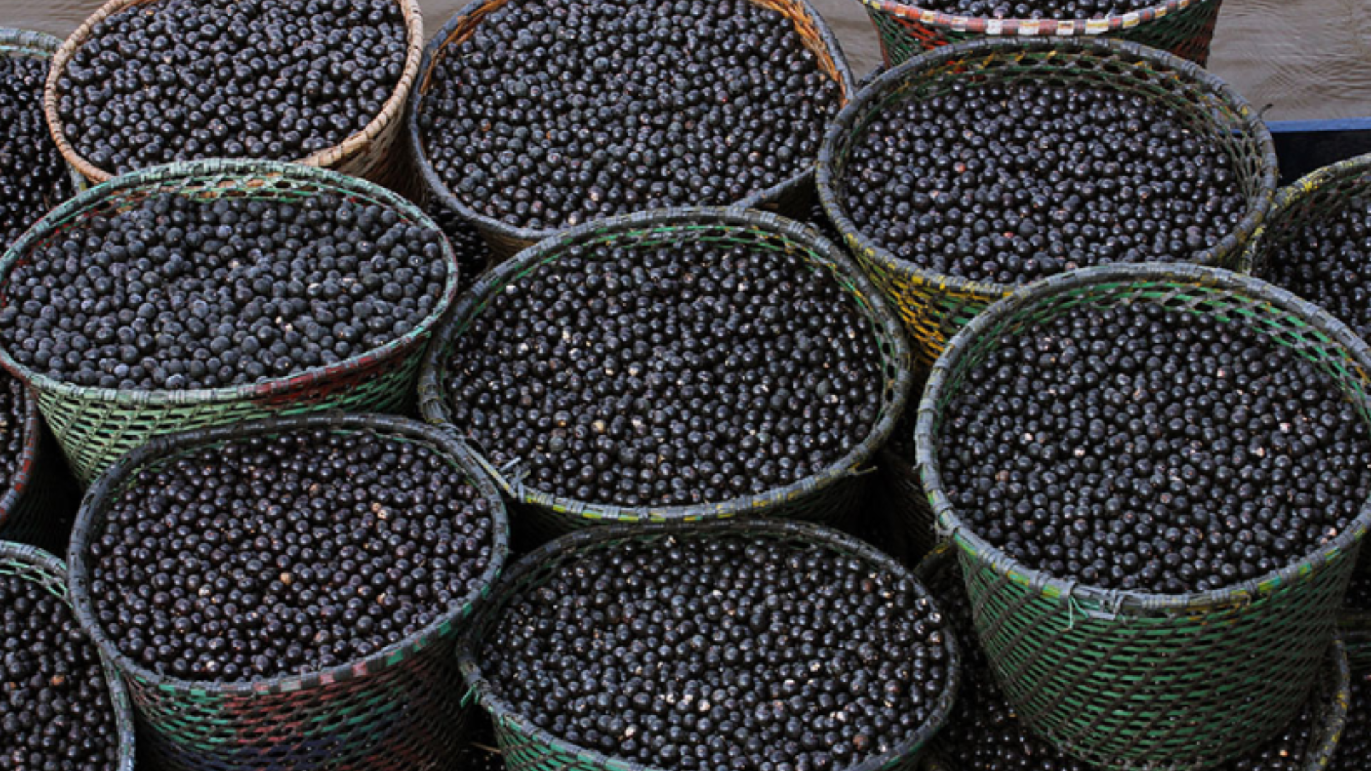 Caroço de açaí vira nanofertilizante e turbina crescimento de milho e sorgo
