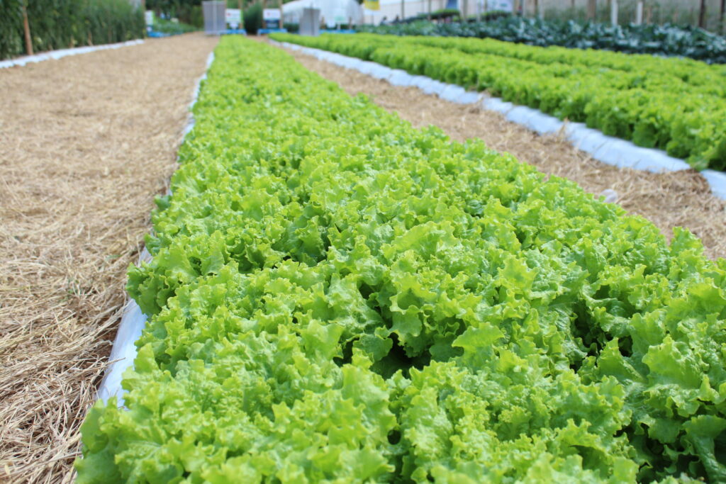 Plantação de Alface