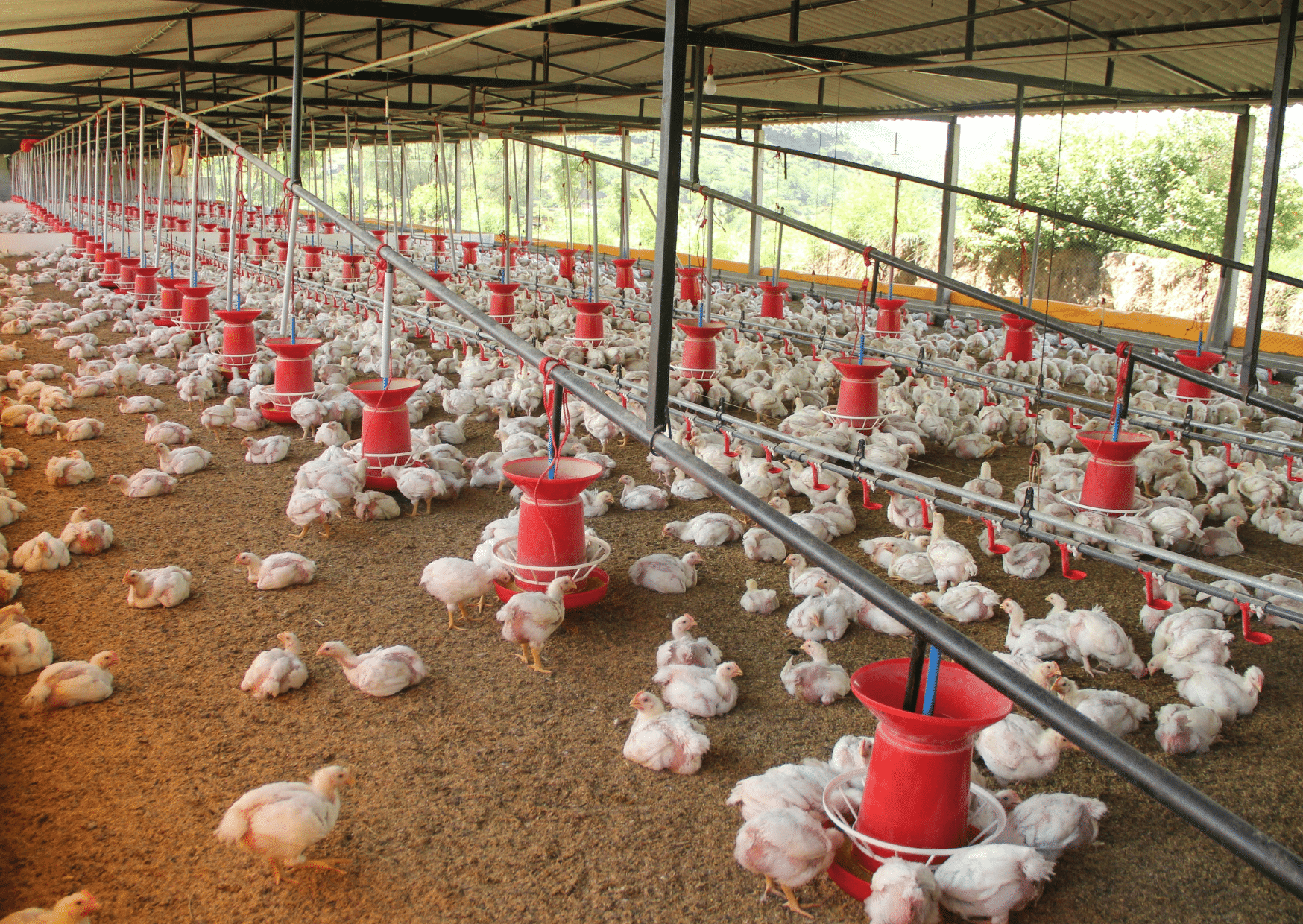 Amônia em aviários pode reduzir produtividade em até 9%