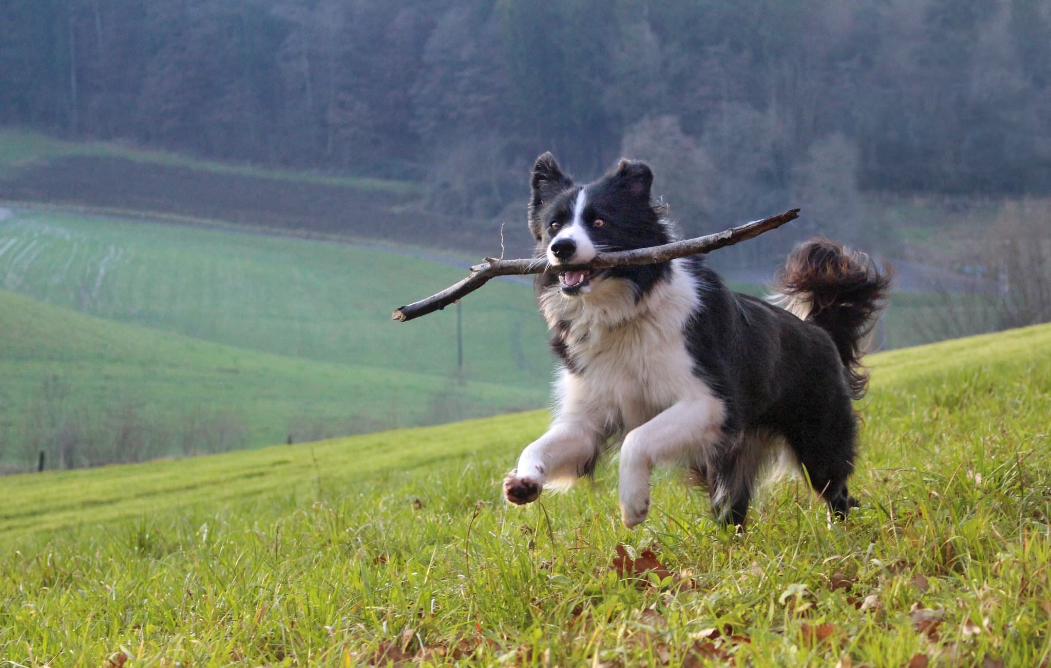 Border collie