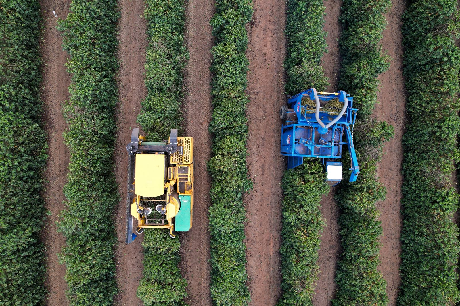 Colheita de café arábica no Cerrado Mineiro já chega a 81%