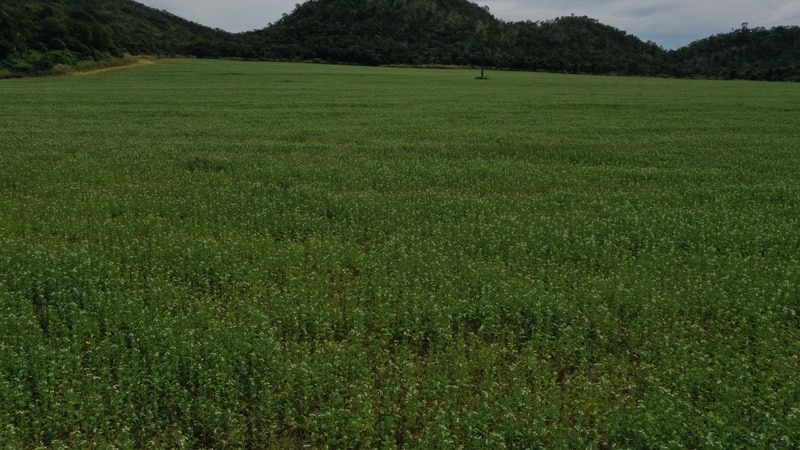 Parceria transforma conservação do Cerrado em negócio com cultivo de gergelim