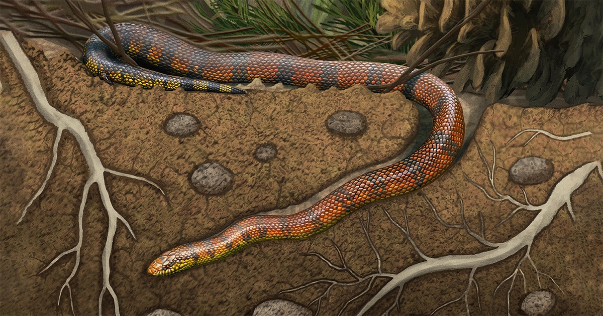 Cobra de 85 milhões de anos é encontrada no Brasil; veja como vivia
