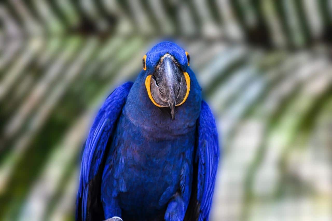 Ameaçada de extinção, arara-azul recebe proteção no Pantanal