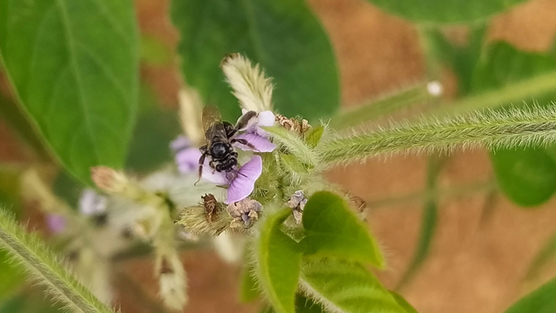 Estudo da Embrapa revela 27 novas espécies de abelhas nativas na soja