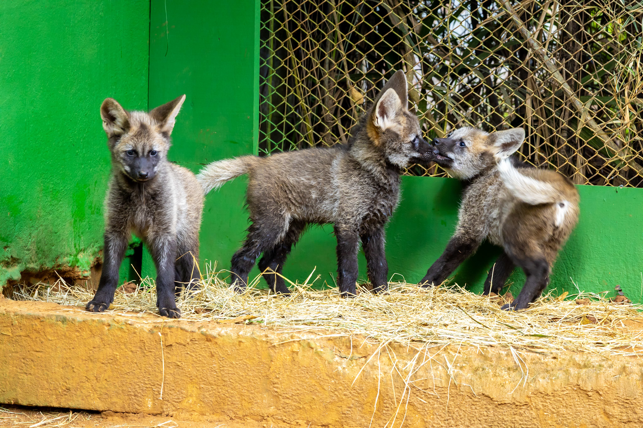 Público decide nomes de trio de lobo-guará; saiba como participar