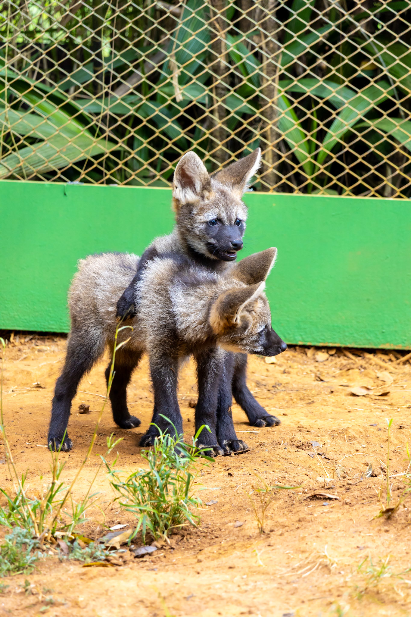 Filhotes de lobo guará terão nome escolhido pelo público