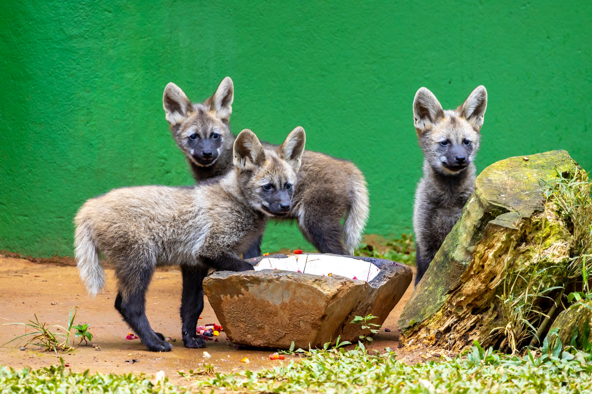 Filhotes de lobo guará terão nome escolhido pelo público