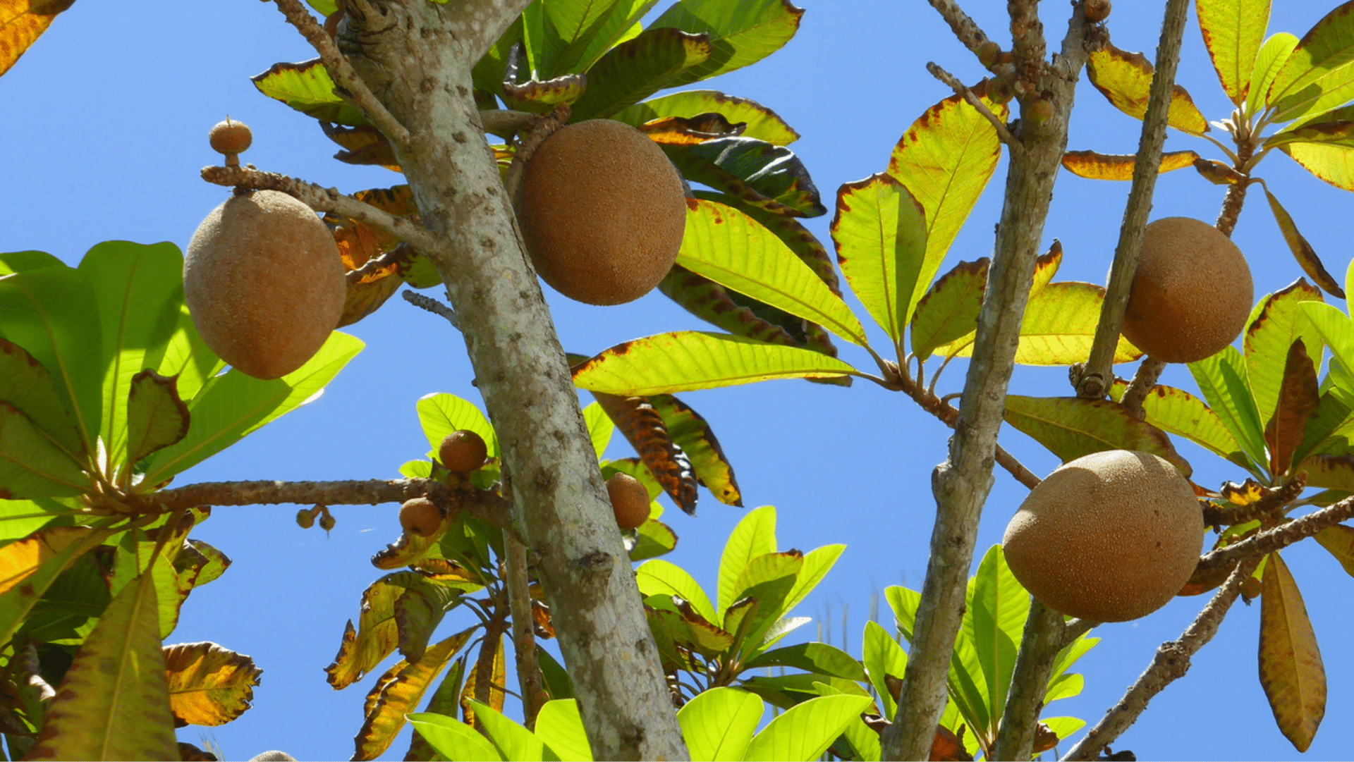 Fruta gigante com gosto de batata-doce e mel está conquistando o Brasil
