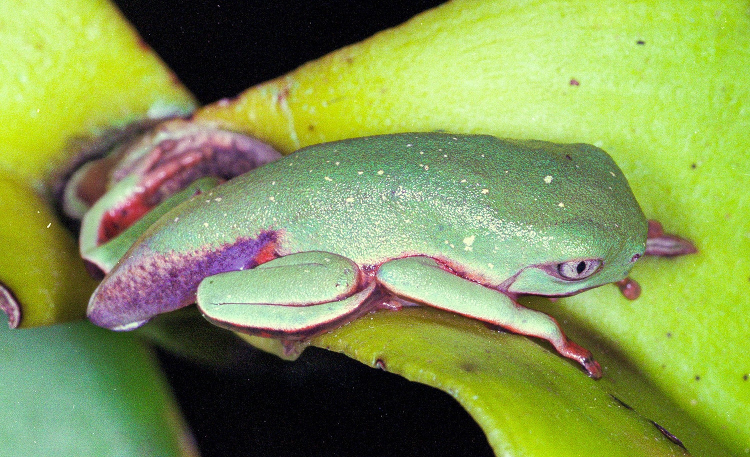perereca-macaco (Phyllomedusa distincta)