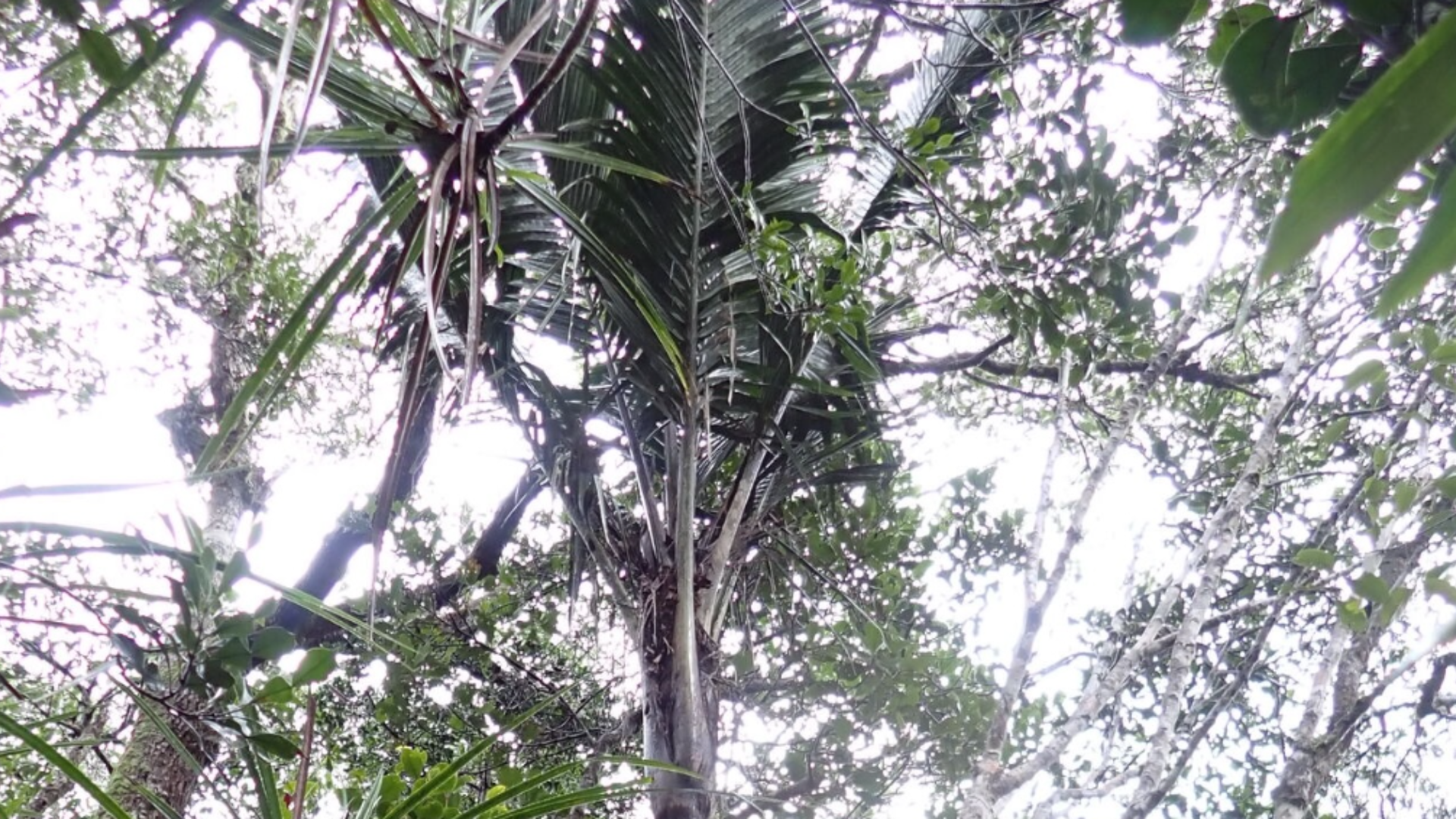 Palmeira rara reaparece após quase 100 anos e intriga cientistas