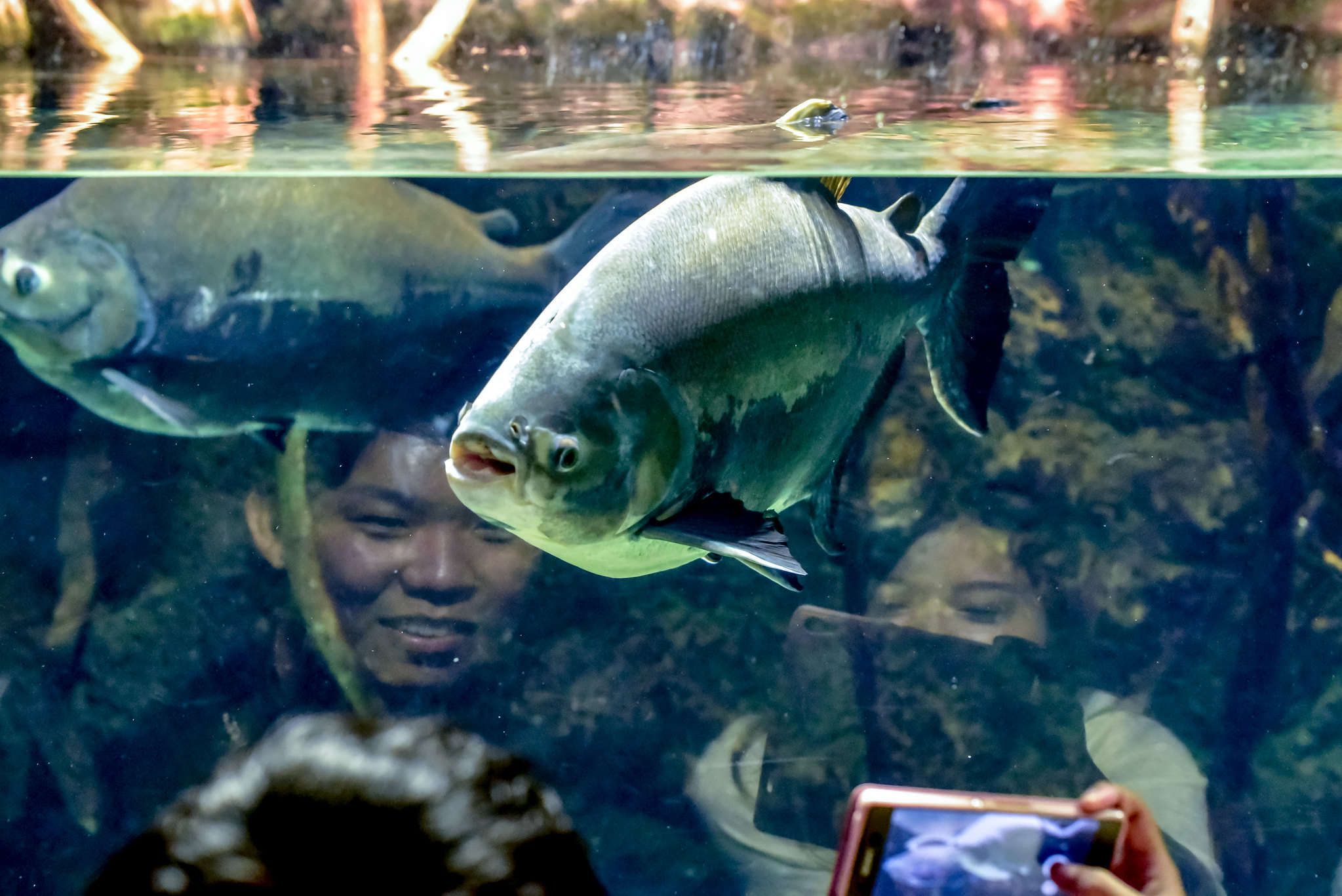 Conheça o peixe brasileiro que movimenta bilhões na China