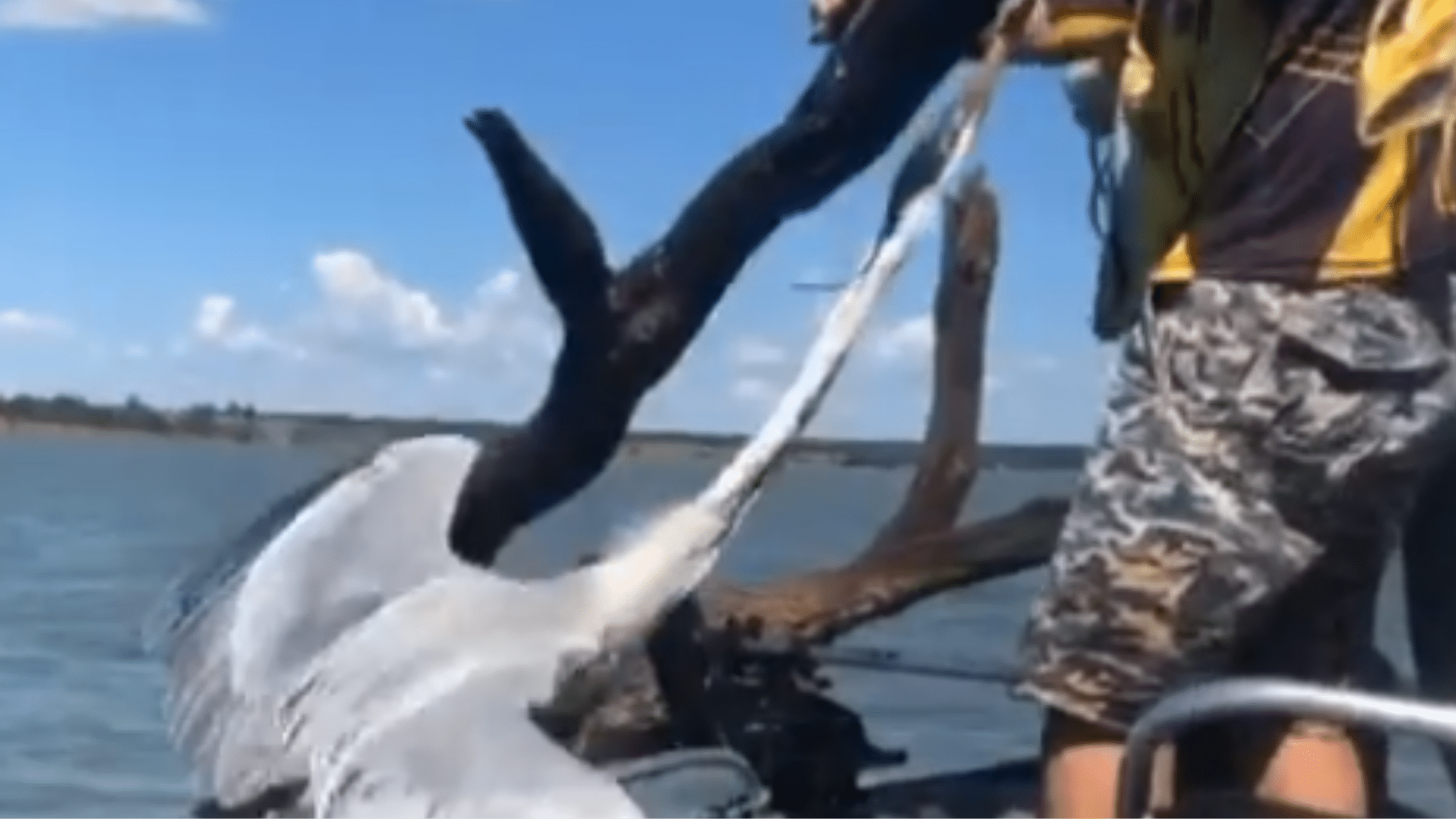 Vídeo de garça resgatada por família de pescadores no MS volta a viralizar