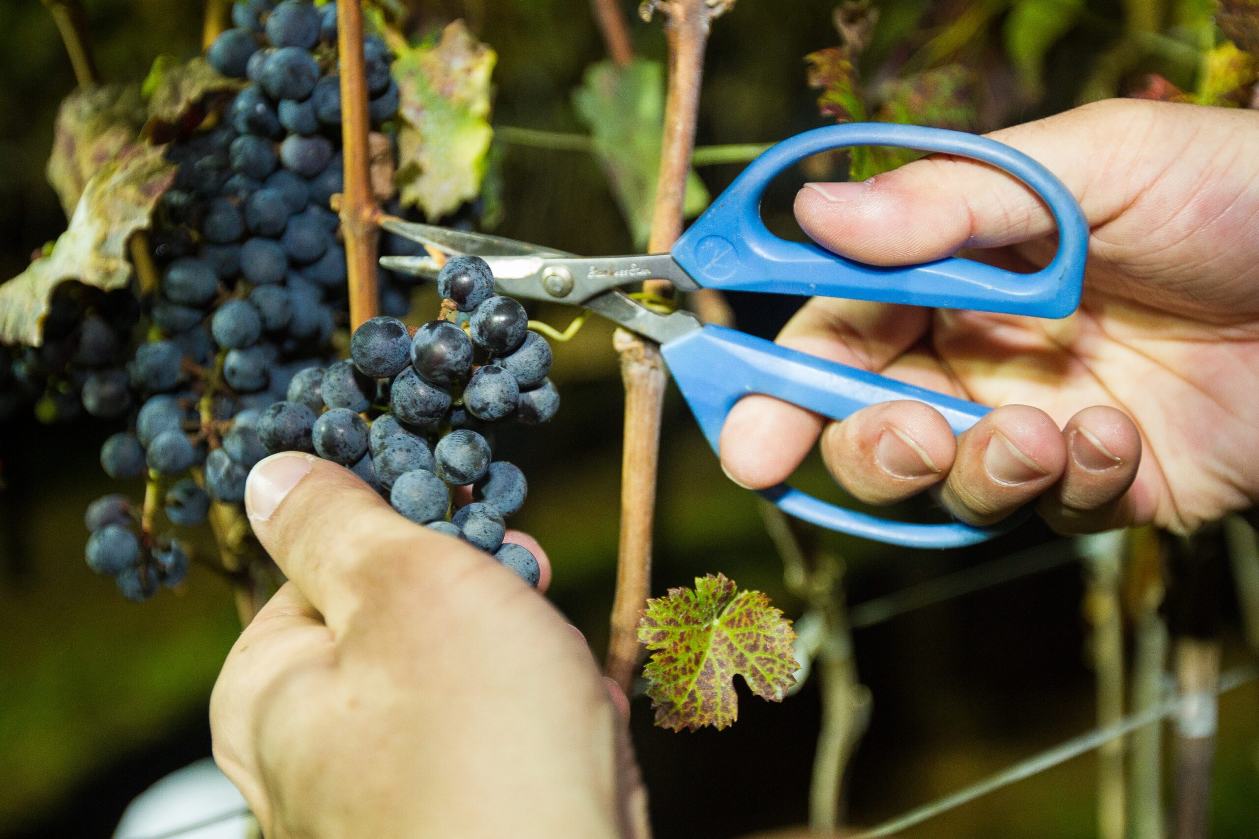 Vinhos de inverno avançam no Brasil e safra 2026 deve crescer 15%